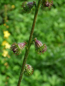 Agrimonia eupatoria